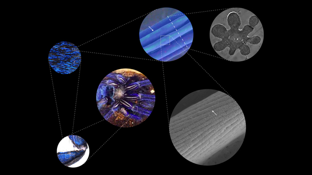 Development of Noniridescent Material